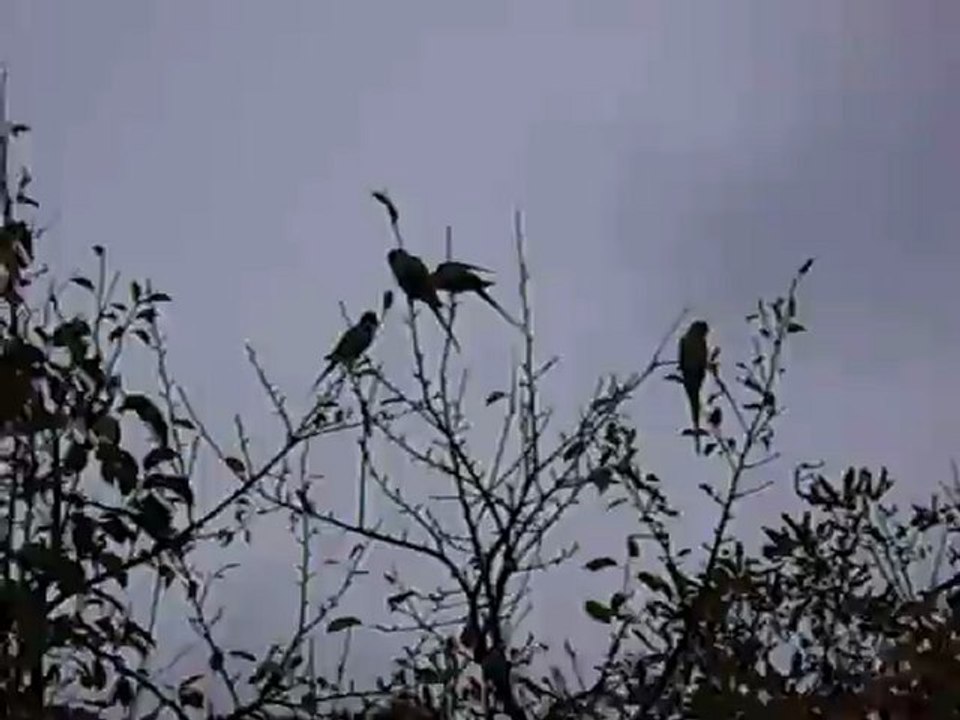 Les perruches de la "Vallée aux loups" (2)