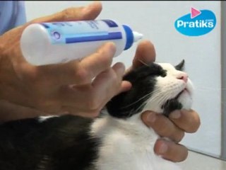 Conseils véto - Comment nettoyer les yeux de son chat ? - Vidéo Dailymotion