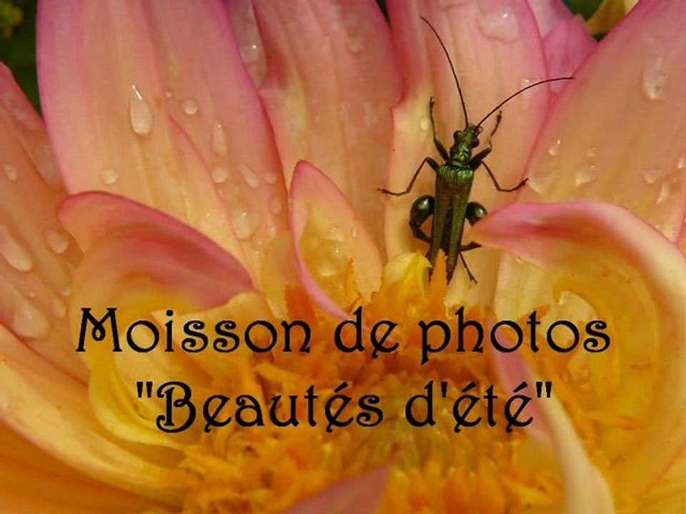 moisson beautés d'été