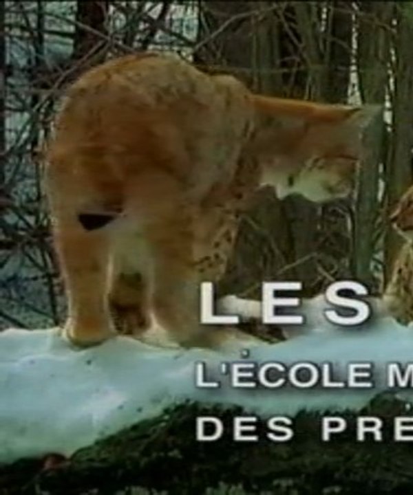 LES LYNX , L'ECOLE MATERNELLE DES PREDATEURS (1)