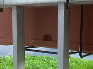 araignée tissant sa toile