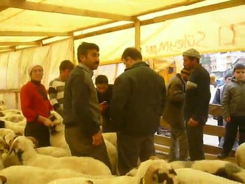 Tokat Reşadiye Kurban Pazarı İst Göztepe Koclar