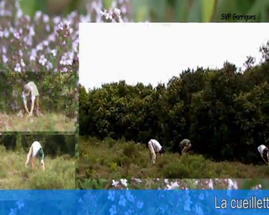 Cueillette du thym