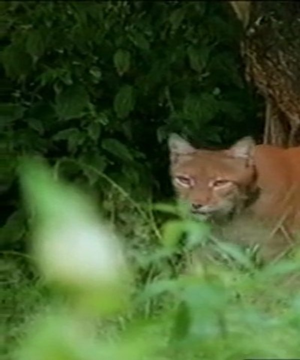 LES LYNX , L'ECOLE MATERNELLE DES PREDATEURS (2 et fin)