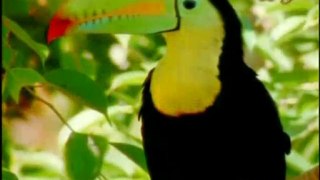 Harun Yahya TV - Birds