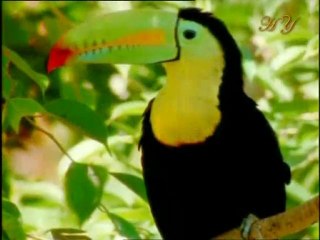 Harun Yahya TV - Birds