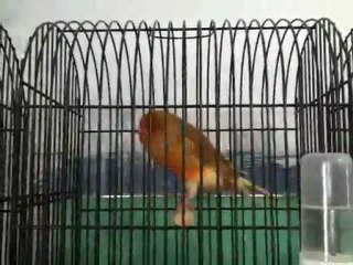 2011 york yavrular Oğuz Özkaya