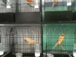 2011 york yavrular Oğuz Özkaya