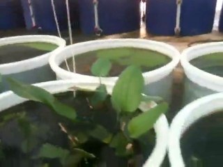 Botanik Balık Üretim Çiftliği