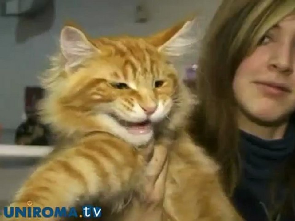 Arrivano i "Supercat"