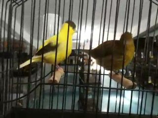 Botanik Akvaryum Kanarya Üretim Çiftliği Fanci