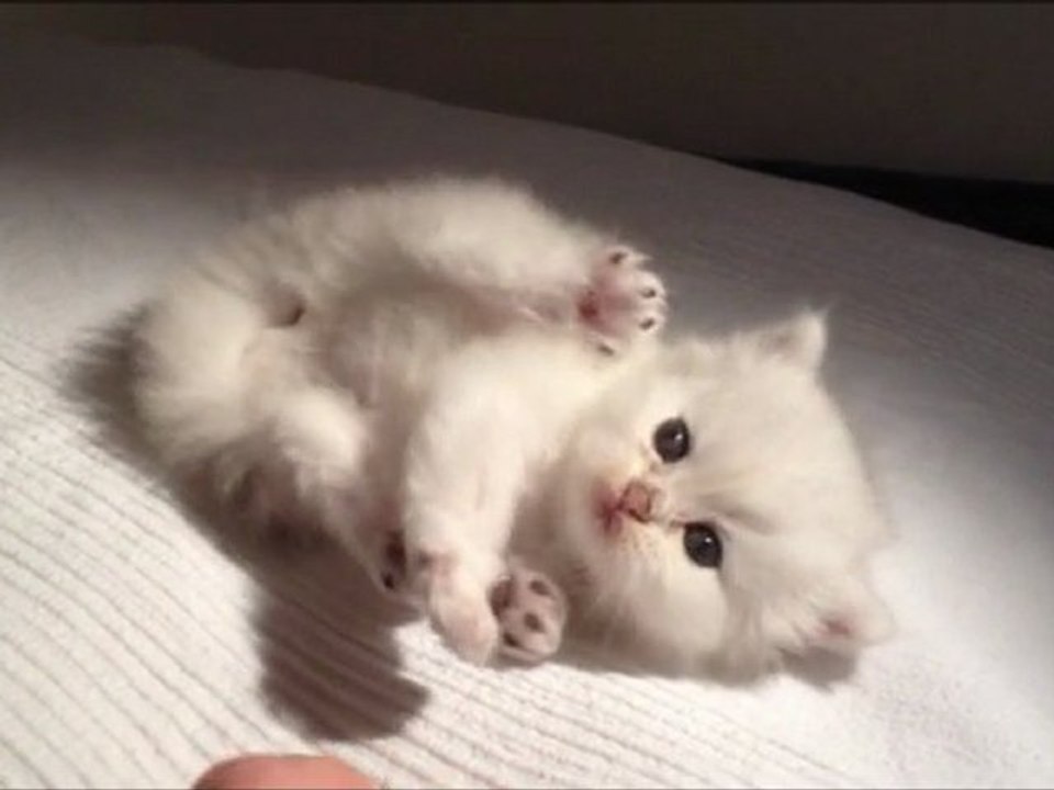 Griffon de Silver Gate - Chaton Persan Chinchilla à 3 semaines