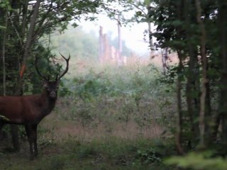 Ecoutez le brame du cerf en forêt de Compiègne