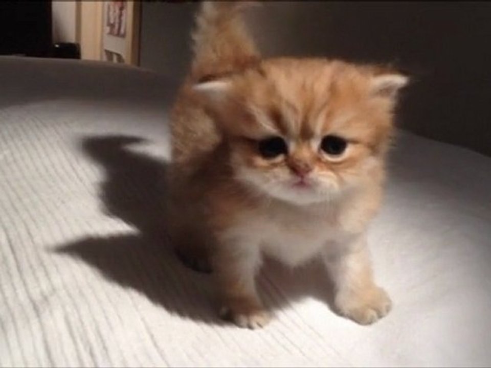 Gus de Silver Gate - Chaton Persan Golden Shell à 3 semaines