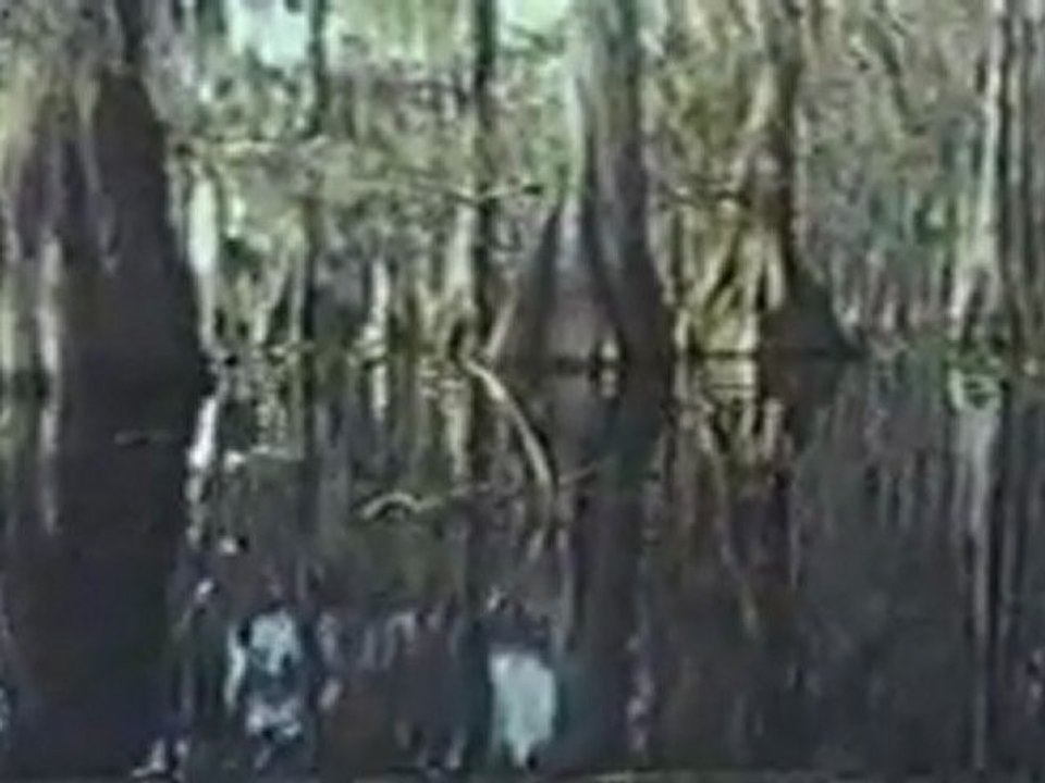 (DVD06) (01) PANTANO DE COCODRILOS