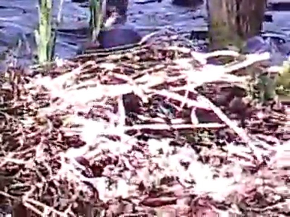 La petite vie de Minou - Épisode 1: Minou et le mulot (suite)