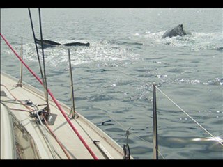 Baleines et ours polaire au Groenland