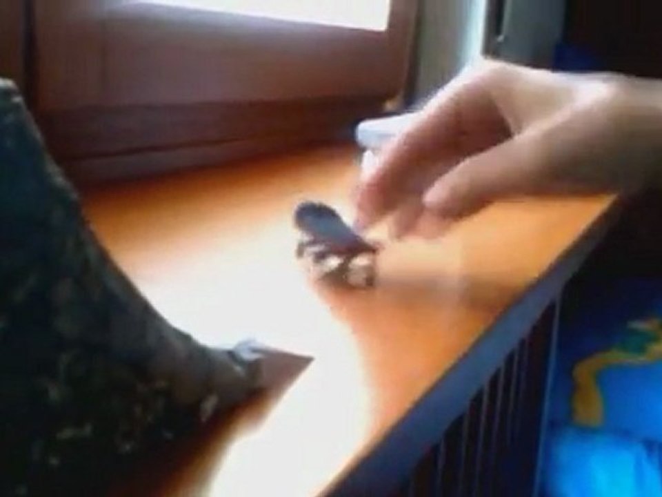 first fingerboard video by teorex