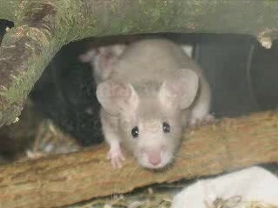 Grinsemäuschenbonny