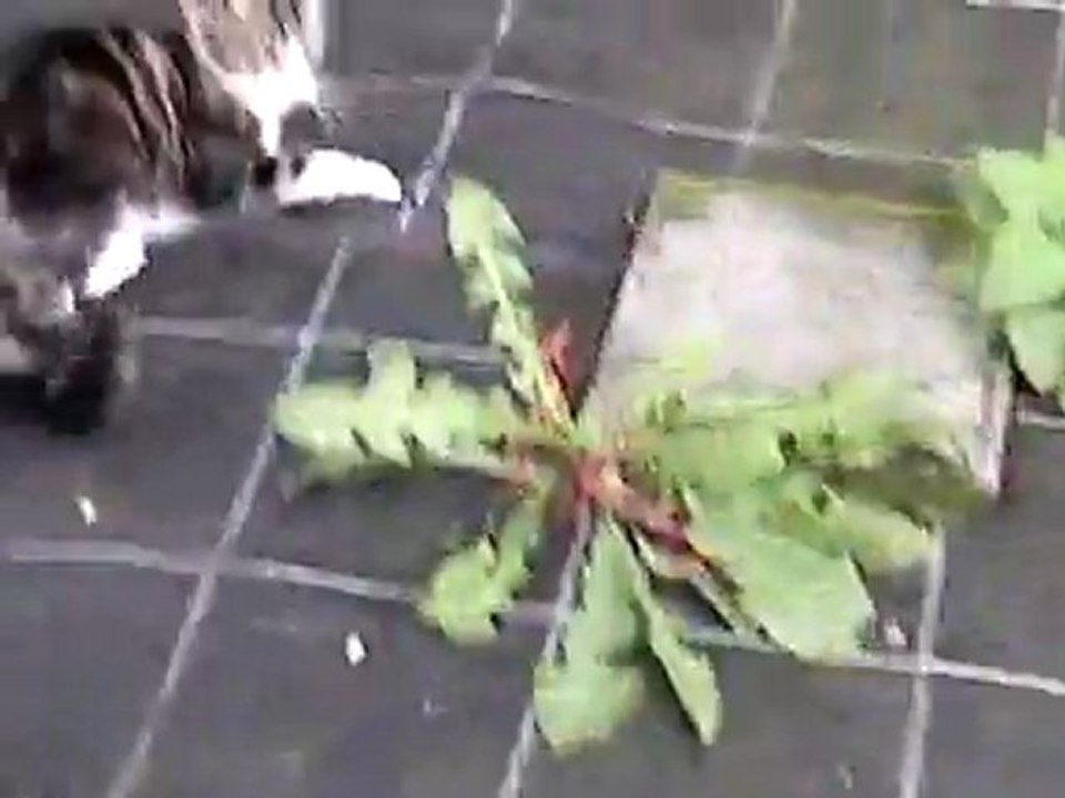 La petite vie de Minou - Episode 2 -  Minou et les fils, les bâtons