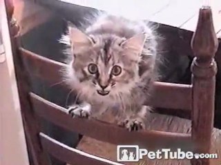 Chair Climbing Kitten