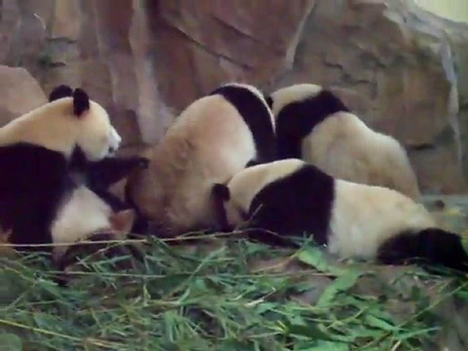 Troll panda réveille son ami
