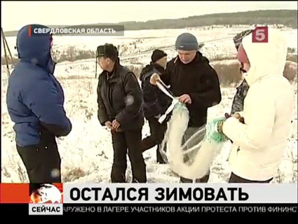 В Свердловской области спасли лебедя