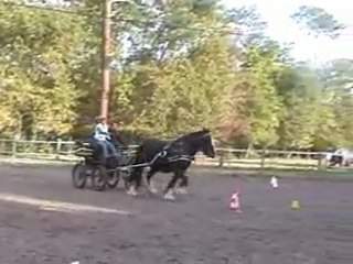 Saskia attelage, basse résolution