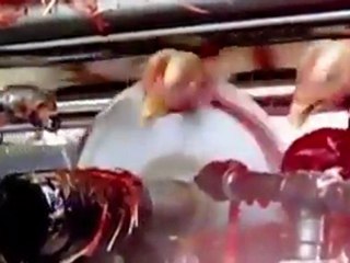 Hayvanlara böyle eziyet ediyorlar..