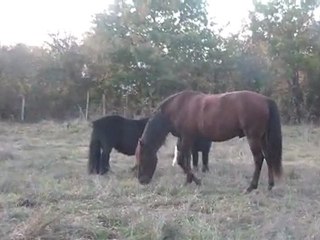 31.10.2011.p.limpio.shet