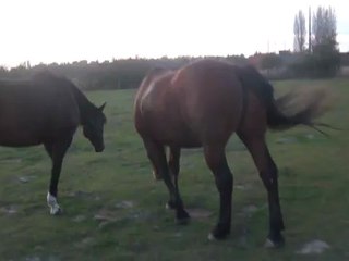 31.10.2011.t.malinka.tenebra