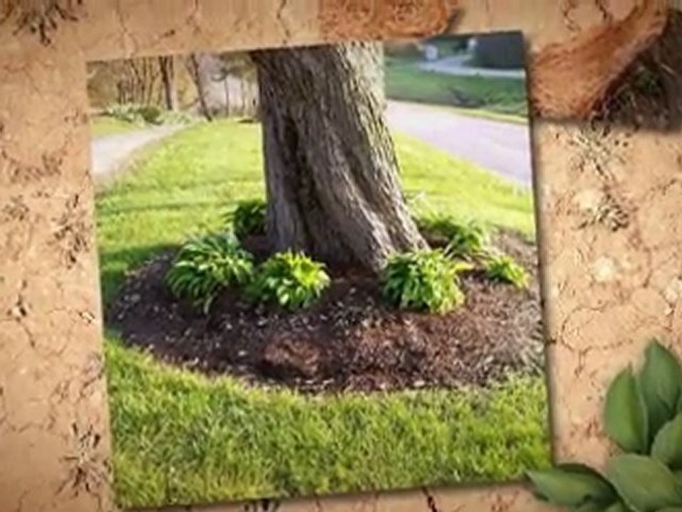 Tree Service Dayton Ohio