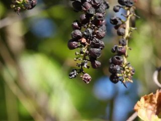 ESSAI DAYLIFORET ET JARDIN ALPIN