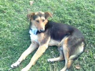 No son "Simplemente Perros"