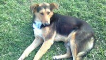 No son "Simplemente Perros"