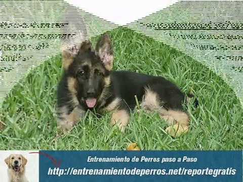 Adiestramiento de Cachorros Pastor Aleman