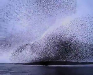 Murmuration