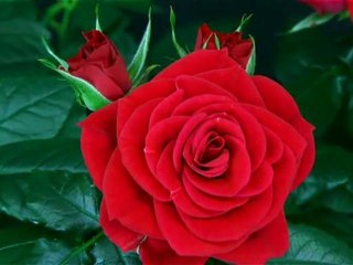 Flowers Roses