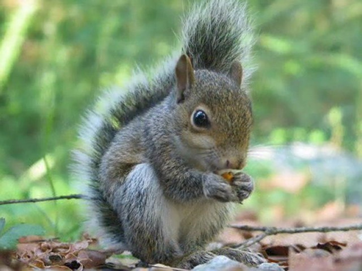 ⁣Bunny Connect Squirrel