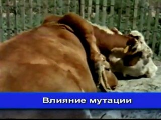 5-минут Истины Часть 5 Крах Эволюции