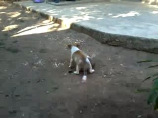 fındık ile minnoş