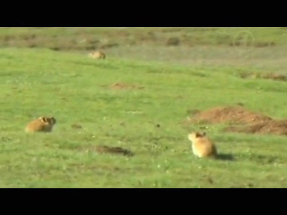 Нашествие тибетских крыс