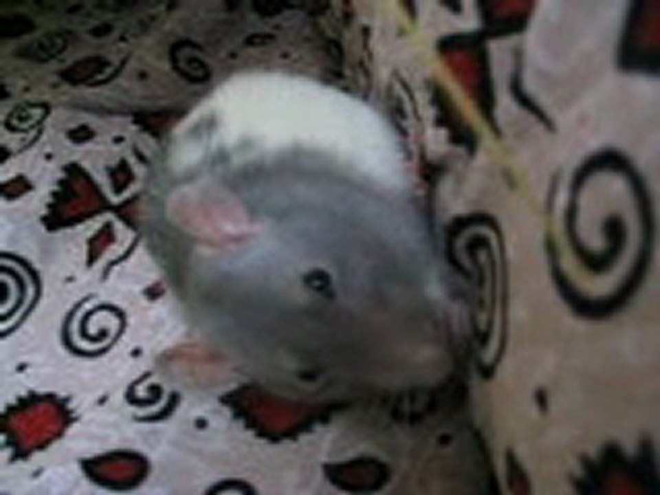 rat morse