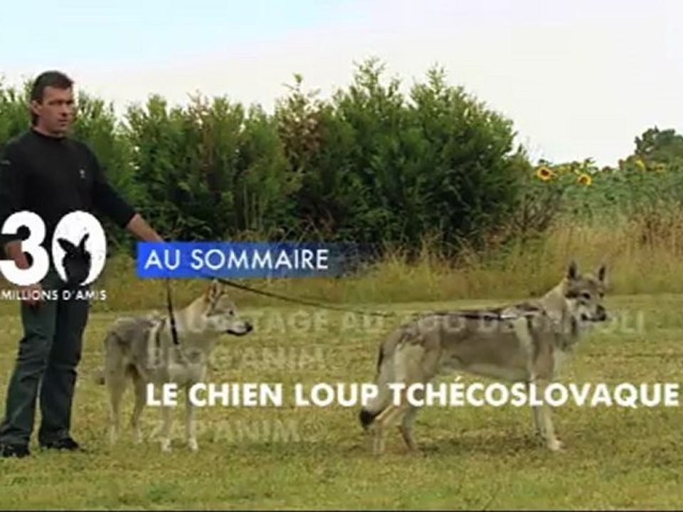 Sommaire émission 30 Millions d'Amis du 6/11/2011