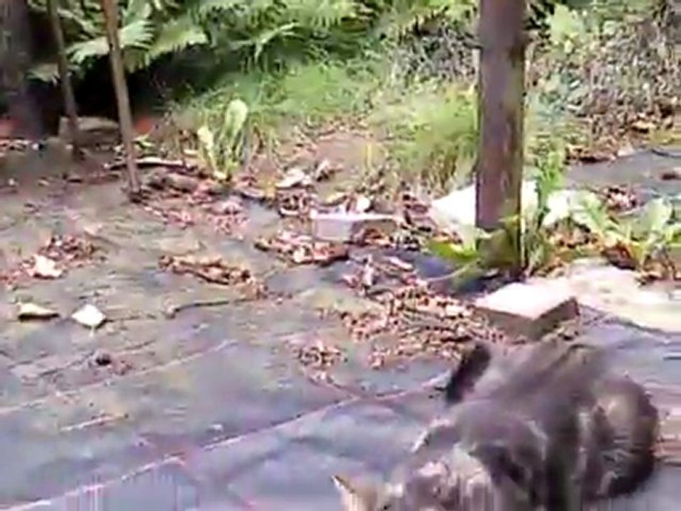 La petite vie de Minou - Episode 3 - Minou et les bâtons