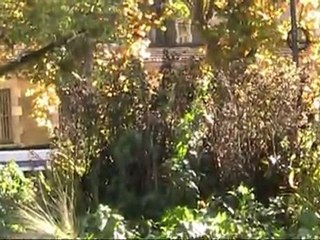 PAU VILLE FLEURIE innove pour la présentation  de ses parterres 26 Octobre 2011