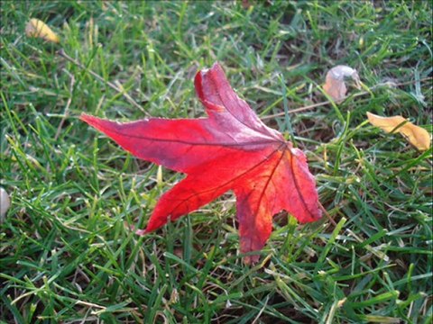 yaz beni yarim yarim-caviTgüney-