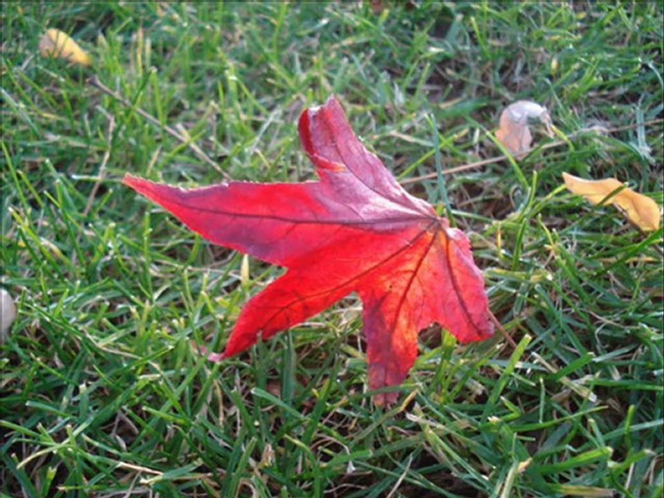 yaz beni yarim yarim-caviTgüney-