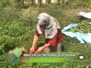 çay tanıtım grubu 31 10 2011