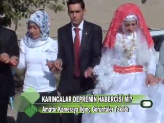KARINCALAR DEPREMİN HABERCİSİ Mİ?